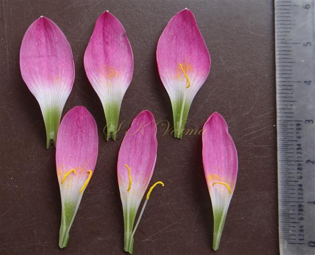  Tepals and Stamens